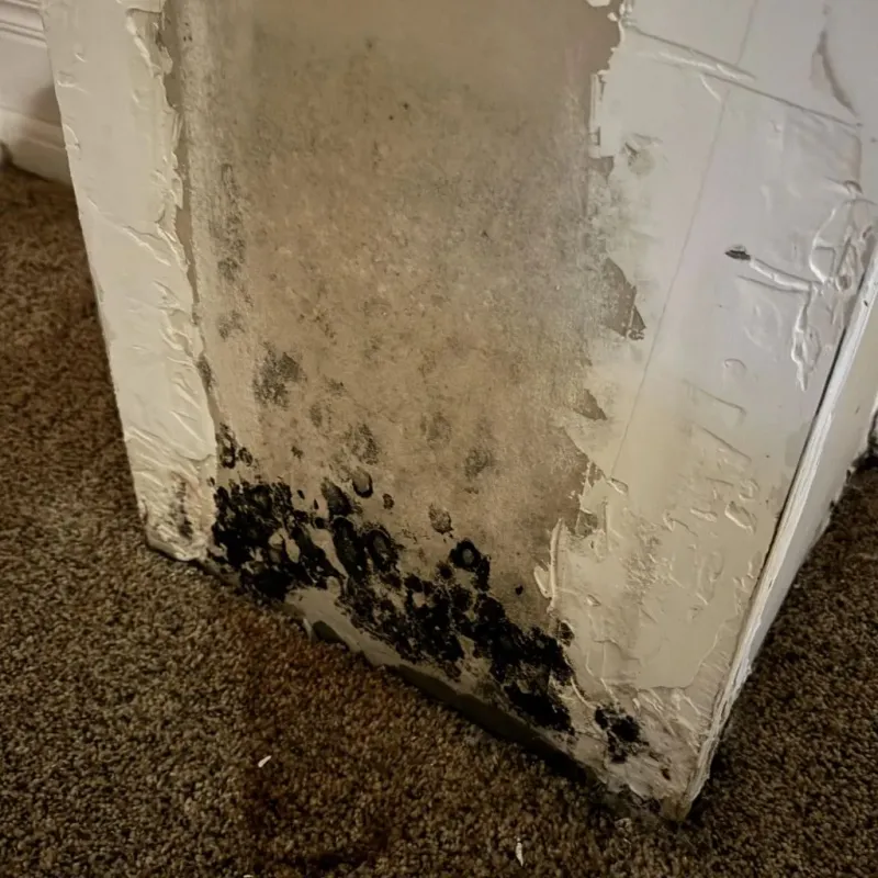 Professional Mold Removal in Garden Ridge, TX